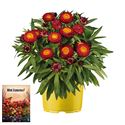 Afbeelding van Ms P12 Bracteantha red